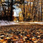 Autumn colour in Fish Creek Provincial Park, Calgary